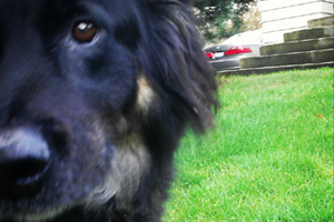 Dog Walking West Seattle, Sniff Seattle Dog Walkers, Bellevue Seattle Dogs