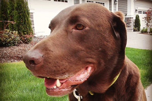 Chocolate Labs, Bothell Dog Walker, Sniff Seattle Bellevue