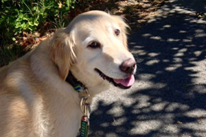 Dog Walker Westlake, 98109 Dog Walking, Golden Retriever