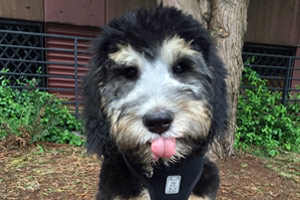 Bernedoodle, Seattle Puppy, Dog Walking 98109 98121