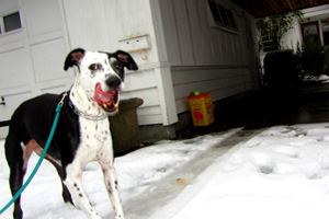Dalmatians, Ballard Dog Walking, Sniff Seattle Bellevue Dog Walkers