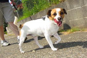 Sniff Seattle, Terriers, Maple Leaf Dog Walking (98115)