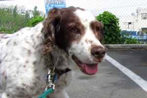 Spaniels, Sniff Seattle Bellevue Dog Walkers, West Seattle 98116