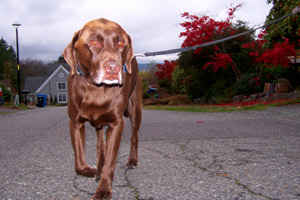 Seattle Bellevue Dogs, Chocolate Labradors, 98177 Dog Walking