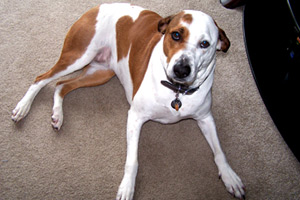 Pet Sitting in Queen Anne, Bailey (Boxer-Mix), Sniff Seattle Dog Walkers