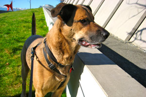 Golden Retrievers, Dog Walking Greenwood (98103), Sniff Seattle Bellevue Dog Walkers