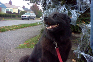 Sniff Seattle Dog Walkers, Howl-oween, 98107 Dog Walking