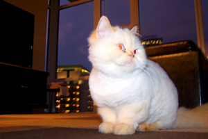 Pet Care 98101, Himalayan Cat, The Olivian