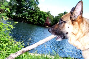 Dog Walking Ship Canal Area, German Shepherds, Sniff Seattle Dog Walkers