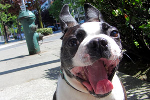 Dog Walkers Belltown, Sniff Seattle Terriers, Pet Sitter Belltown