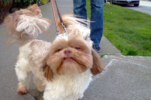 98119 Dog Walking, Bellevue Seattle Dogs, Shih Tzu
