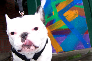 French Bulldog, Sniff Seattle, Queen Anne Dog Walkers