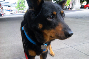 Sniff Seattle Bellevue Dog Walkers, Downtown Dogwalker