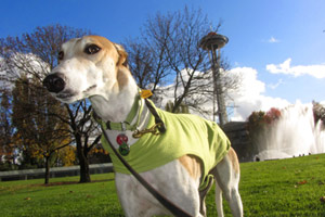 Dog Walking Seattle, Greyhounds, Sniff Seattle
