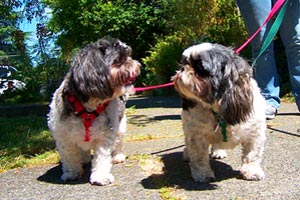 Greenwood Dog Walking, Bellevue Seattle Dogs, Shih Tzus