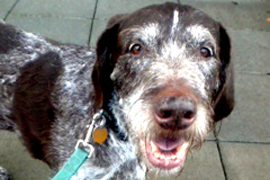Sniff Seattle, Dog Walking Queen Anne, 98119 Dog Walker