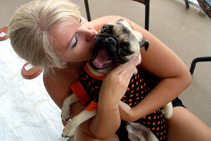 Jeanna From Sniff Seattle, Stewie The Pug, Bellevue Seattle Dogs
