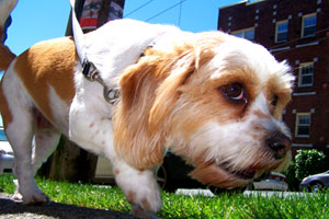 Dog Walking In Queen Anne, Sniff Seattle Bellevue Dog Walkers, Dog Photos