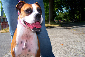 Queen Anne Dog Walker, Sniff Seattle Bellevue Dog Walkers, Boxers (Dogs)