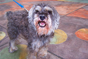 Northgate Dog Care, Sniff Seattle Bellevue Dog Walkers, Schnauzers