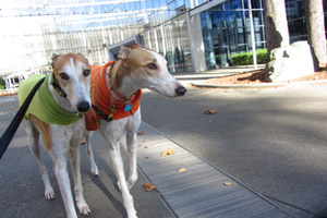 Seattle Dog Walkers, Greyhounds, Sniff Seattle Dogs