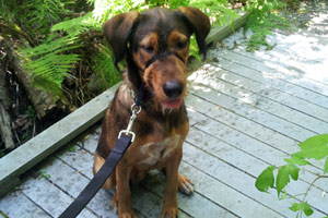 Leschi Dog Walking, Sniff Seattle Bellevue Dog Walkers, Dog Walking 98122