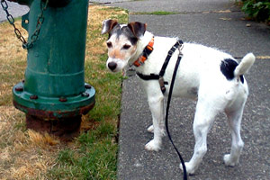 Dog Walking 98103, Jack Russell Terriers, Seattle Dog Walker Bellevue