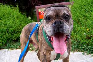 Sniff Seattle, Pet Sitters Northgate, Boxers (Dogs)