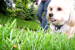 Dog Walker Greenwood, Sniff Seattle Bellevue Dog Walkers, Dog Walking 98103