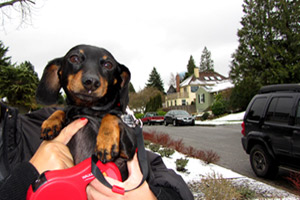 Dog Walking 98199, Dachshunds, Sniff Seattle Bellevue Dog Walkers