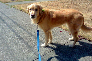 Dog Walking Queen Anne, Sniff Seattle, Golden Retriever