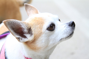 Sniff Seattle Bellevue Dog Walkers, Chihuahuas, Dog Walking 98125