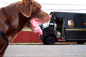 Dog Walker Shoreline WA, Chocolate Labs, UPS Trucks