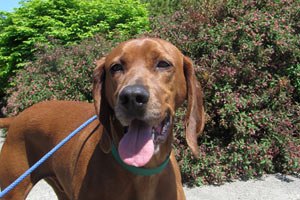 Dog Walking 98103, Coonhounds, Sniff Seattle Bellevue Dog Walkers