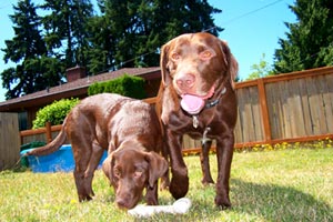 Shoreline Dogs, Sniff Seattle Bellevue Dog Walkers, Pet Care Shoreline WA