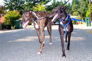 Greyhounds, Sniff Seattle Bellevue Dogs, Dog Walking 98133