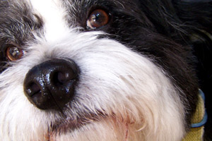 Magnolia Pet Care, Sniff Seattle Bellevue Dog Walkers, Shih Tzus