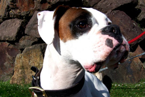 Bellevue Pet Care Seattle, Boxers (Dogs), Dog Photos