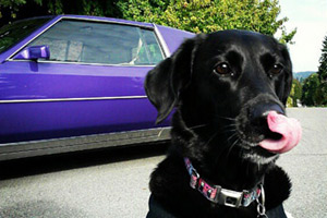 Woodridge Bellevue Dog Walking, Sniff Seattle, Black Labradors