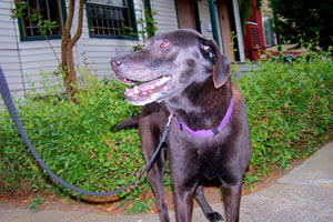 Dog Walker First Hill, Sniff Seattle, Bellevue Seattle Dogs