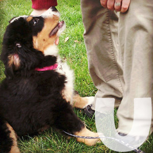 Bernese Mountain Dog SNIFF Dogs