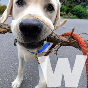 Book Your Mercer Island Dog Walker