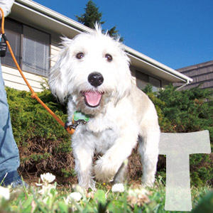 Boston Terrier Seattle Belltown