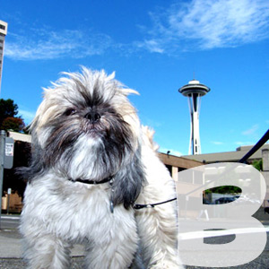 Best Belltown Dog Walkers - Sniff Seattle